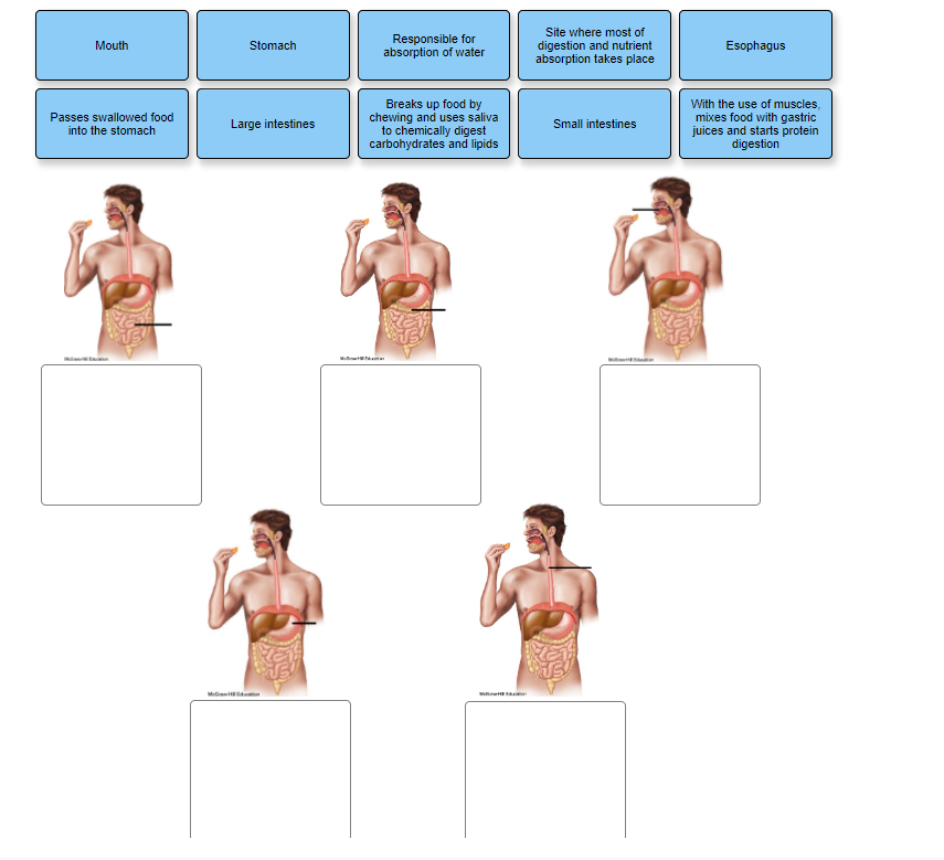 Site where most of
Responsible for
absorption of water
digestion and nutrient
absorption takes place
Mouth
Stomach
Esophagus
Breaks up food by
chewing and uses saliva
to chemically digest
carbohydrates and lipids
With the use of muscles,
mixes food with gastric
juices and starts protein
digestion
Passes swallowed food
into the stomach
Large intestines
Small intestines
Meit
