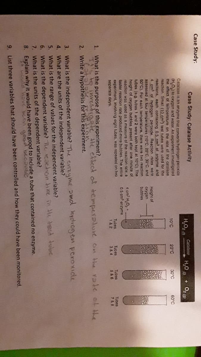 Case Study:
Case Study: Catalase Activity
Catalase
H,O, 0
+ O2 (2)
Catalase is an enzyme that converts hydrogen peroxide
(H,O) to oxygen and water. An experiment investigated
the effect of temperature on the rate of the catalase
reaction Small (10 cm) test tubes were used for the
reactions, each containing 0.5 cm of enzyme and
4 cm of hydrogen peroxide. Reaction rates were
assessed at four temperatures (10°C, 20°C, 30'C. and
60 C). For each temperature, there were two reaction
tubes (e.g. tubes 1 and 2 were both kept at 10°C). The
height of oxygen bubbles present after one minute of
10°C
20°C
30°C
60°C
Height of
охудen
bubbles
4 cm H,02+
0.5 cm erzyme
reaction was used as a measure of the reaction rate: a
laster reaction rate produced more bubbles. The entire
experiment, involving eight tubes, was repeated on two
separate days.
Tubes
Tubes
Tubes
1 & 2
Tubes
3 & 4
5 & 6
7 & 8
1.
What is the purpose of this experiment?
inrestrgatee effect of demperalure on the rate ot he
2. Write a hypothesis for this experiment.
3. What is the independent variable? The enzyme 2md hycrogen peroXide
4. What are the units of the independent variable?
5. What is the range of values for the independent variable?
6. What is the dependent variable? he reaedion time in He test tube
7. What is the units of the dependent variable?
8. Explain why it would have been good to include a tube that contained no enzyme.
4303 have been
good because
9. List three variables that should have been controlled and how they could have been monitored.
