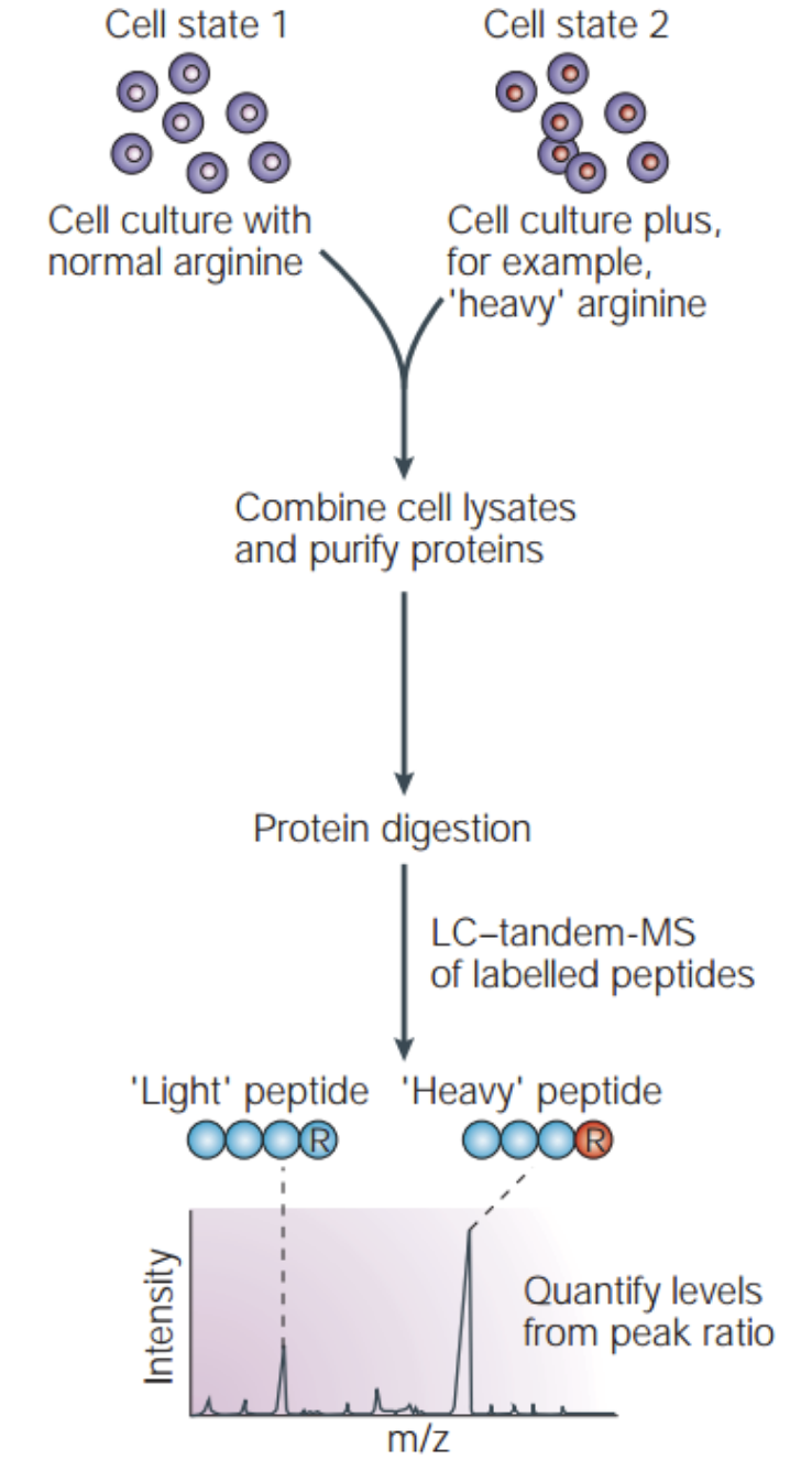 Cell state 1
Cell state 2
Cell culture with
Cell culture plus,
for example,
'heavy' arginine
normal arginine
Combine cell lysates
and purify proteins
Protein digestion
LC-tandem-MS
of labelled peptides
"Light' peptide 'Heavy' peptide
Quantify levels
from peak ratio
m/z
Intensity
