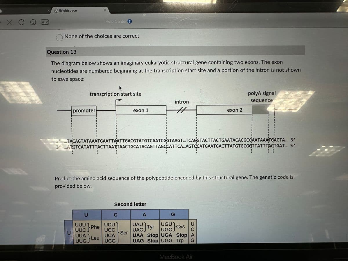 хсе
H
X
AX
Brightspace
None of the choices are correct
Question 13
The diagram below shows an imaginary eukaryotic structural gene containing two exons. The exon
nucleotides are numbered beginning at the transcription start site and a portion of the intron is not shown
to save space:
Help Center?
transcription start site
promoter
U
STACAGTATAAATGAATTAATTGACGTATGTCAATCGGTAAGT...TCAGGTACT
U
UUU} Phe
UUG} Leu
exon 1
3 ATGTCATATTTACTTAATTAACTGCATACAGTTAGCCATTCA...AGTCCATGAATGACTTATGTGCGGTTATTTACTGAT...
Second letter
C
Predict the amino acid sequence of the polypeptide encoded by this structural gene. The genetic code is
provided below.
UCU
UCC
UCA
UCG
intron
#
Ser
A
G
SCAG
exon 2
UAU }Tyr
UAC
UGC Cys
UAA Stop UGA Stop A
UAG Stop UGG Trp
polyA signal
sequence
MacBook Air
TACTGAATACACGCCAATAAATGACTA... 3'
5'