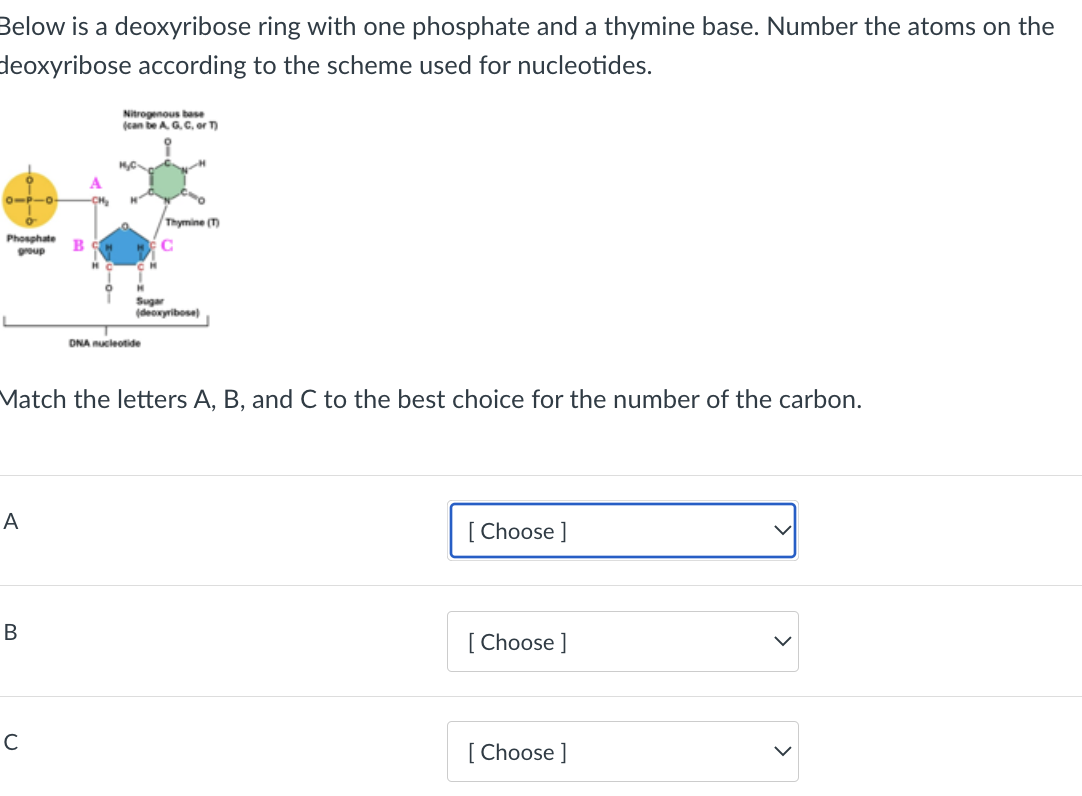 Below is a deoxyribose ring with one phosphate and a thymine base. Number the atoms on the
deoxyribose according to the scheme used for nucleotides.
Nitrogenous base
(can be A G. C, or T)
Thymine (T)
Phosphate
B
C
group
Sugar
(deoxyribose)
DNA nucleotide
Match the letters A, B, and C to the best choice for the number of the carbon.
A
[ Choose ]
В
[ Choose ]
[ Choose ]
