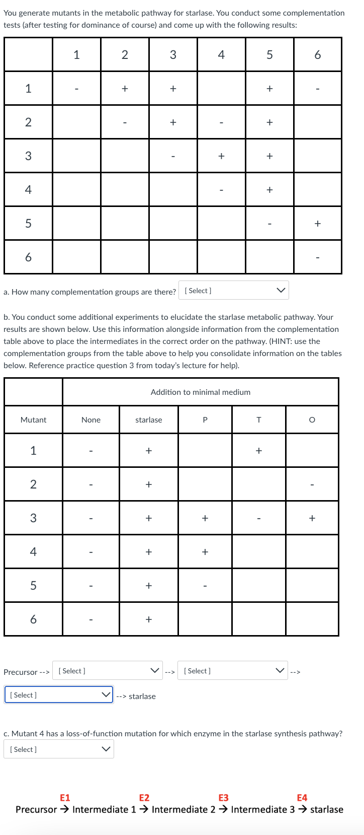 You generate mutants in the metabolic pathway for starlase. You conduct some complementation
tests (after testing for dominance of course) and come up with the following results:
1
2
4
6
1
+
+
+
2
+
3
+
4
+
5
6
a. How many complementation groups are there? [Select]
b. You conduct some additional experiments to elucidate the starlase metabolic pathway. Your
results are shown below. Use this information alongside information from the complementation
table above to place the intermediates in the correct order on the pathway. (HINT: use the
complementation groups from the table above to help you consolidate information on the tables
below. Reference practice question 3 from today's lecture for help).
Addition to minimal medium
Mutant
None
starlase
P
1
+
+
2
+
+
4
+
+
5
+
6
Precursor -->
[ Select ]
[ Select ]
[ Select ]
--> starlase
c. Mutant 4 has a loss-of-function mutation for which enzyme in the starlase synthesis pathway?
[ Select ]
E1
E2
ЕЗ
Е4
Precursor > Intermediate 1→ Intermediate 2 → Intermediate 3 → starlase
3.
