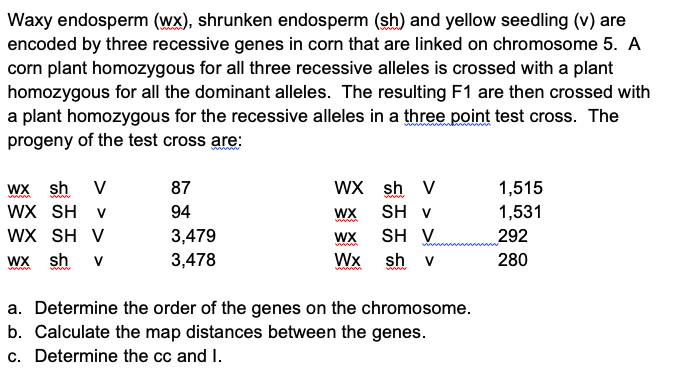 Waxy endosperm (wx), shrunken endosperm (sh) and yellow seedling (v) are
encoded by three recessive genes in corn that are linked on chromosome 5. A
corn plant homozygous for all three recessive alleles is crossed with a plant
homozygous for all the dominant alleles. The resulting F1 are then crossed with
a plant homozygous for the recessive alleles in a three point test cross. The
progeny of the test cross are:
wx sh
WX SH V
WX SH V
Wx sh
WX sh V
SH v
SH V
V
87
1,515
94
WX
1,531
3,479
292
WX
Wx sh v
3,478
280
a. Determine the order of the genes on the chromosome.
b. Calculate the map distances between the genes.
c. Determine the cc and I.
