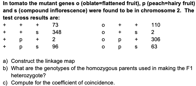 In tomato the mutant genes o (oblate=flattened fruit), p (peach=hairy fruit)
and s (compound inflorescence) were found to be in chromosome 2. The
test cross results are:
73
110
+
348
2
2
+
306
p
96
63
a) Construct the linkage map
b) What are the genotypes of the homozygous parents used in making the F1
heterozygote?
c) Compute for the coefficient of coincidence.
O o O O
+
