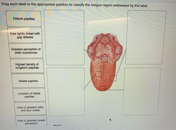 Drag each label to the appropriate position to classify the tongue region addressed by the label.
Filiform papillae
Area tightly linked with
gag reflexes
Greatest perception of
bitter substances
Highest density of
fungiform papillae
Vallate papillae
Location of foliate
papillae
Area of greatest salty
and sour tastes
Area of greatest sweet
perception
Daent