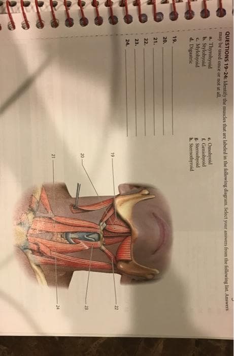QUESTIONS 19-24: Identify the muscles that are labeled in the following diagram. Select your answers from the following list. Answers
may be used once or not at all.
a. Thyrohyoid
b. Stylohyoid
c. Mylohyoid
d. Digastric
19.
20.
21.
22.
23.
24.
e. Omohyoid
f. Geniohyoid
g. Sternohyoid
h. Sternothyroid
19
20
21
23