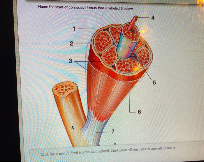 Name the layer of connective tissue that is labeled 5 below.
23
-7
80
20
UD
O
6
5
O
Click Save and Submit to save and submit. Click Save All Answers to save all answers.