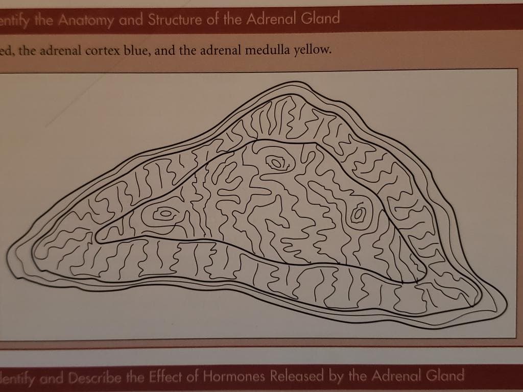 entify the Anatomy and Structure of the Adrenal Gland
ed, the adrenal cortex blue, and the adrenal medulla yellow.
MERITE
dentify and Describe the Effect of Hormones Released by the Adrenal Gland