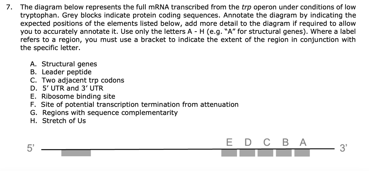 7. The diagram below represents the full mRNA transcribed from the trp operon under conditions of low
tryptophan. Grey blocks indicate protein coding sequences. Annotate the diagram by indicating the
expected positions of the elements listed below, add more detail to the diagram if required to allow
you to accurately annotate it. Use only the letters A - H (e.g. "A" for structural genes). Where a label
refers to a region, you must use a bracket to indicate the extent of the region in conjunction with
the specific letter.
A. Structural genes
B. Leader peptide
C. Two adjacent trp codons
D. 5' UTR and 3' UTR
E. Ribosome binding site
F. Site of potential transcription termination from attenuation
G. Regions with sequence complementarity
H. Stretch of Us
5'
EDC BA
3'
