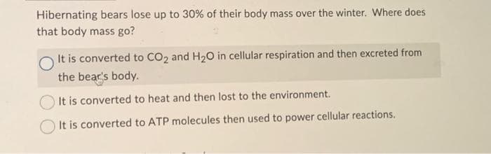 Hibernating bears lose up to 30% of their body mass over the winter. Where does
that body mass go?
It is converted to CO₂ and H₂O in cellular respiration and then excreted from
the bear's body.
It is converted to heat and then lost to the environment.
It is converted to ATP molecules then used to power cellular reactions.