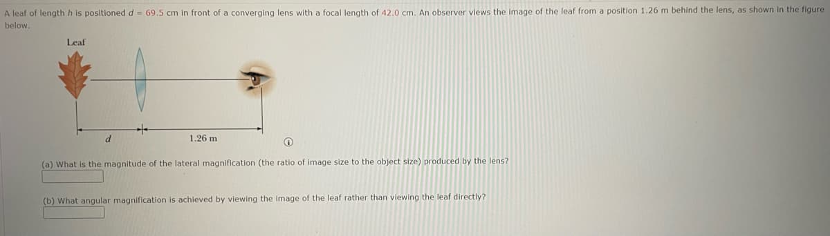 A leaf of length his positioned d = 69.5 cm in front of a converging lens with a focal length of 42.0 cm. An observer views the image of the leaf from a position 1.26 m behind the lens, as shown in the figure
below.
Leaf
1.26 m
(a) What is the magnitude of the lateral magnification (the ratio of image size to the object size) produced by the lens?
(b) What angular magnification is achieved by viewing the image of the leaf rather than viewing the leaf directly?