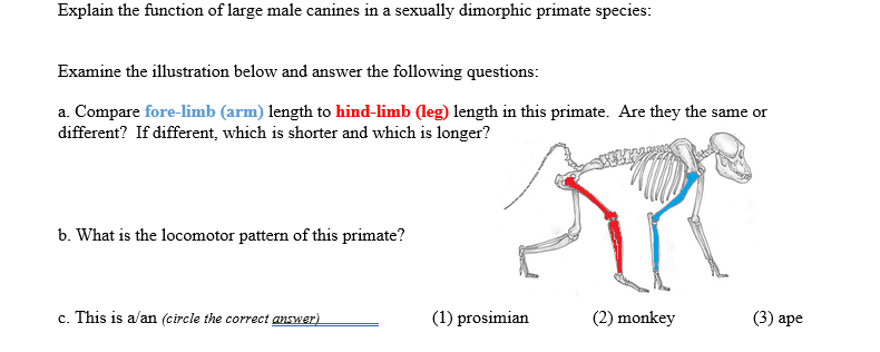 Explain the function of large male canines in a sexually dimorphic primate species:
Examine the illustration below and answer the following questions:
a. Compare fore-limb (arm) length to hind-limb (leg) length in this primate. Are they the same or
different? If different, which is shorter and which is longer?
b. What is the locomotor pattern of this primate?
c. This is a/an (circle the correct answer)
(1) prosimian
(2) monkey
(3) ape