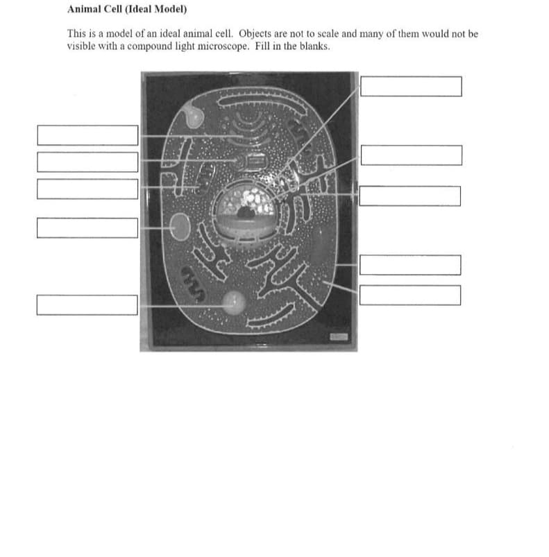 Animal Cell (Ideal Model)
This is a model of an ideal animal cell. Objects are not to scale and many of them would not be
visible with a compound light microscope. Fill in the blanks.
