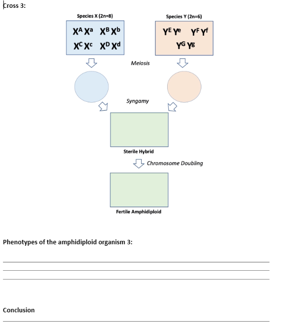 Cross 3:
Species X (2n=8)
XA Xa XB Xb
XCXC XD XD
Species Y (2n-6)
YE Ye YF Yf
YG Y
Meiosis
་
Syngamy
Sterile Hybrid
Chromosome Doubling
Fertile Amphidiploid
Phenotypes of the amphidiploid organism 3:
Conclusion