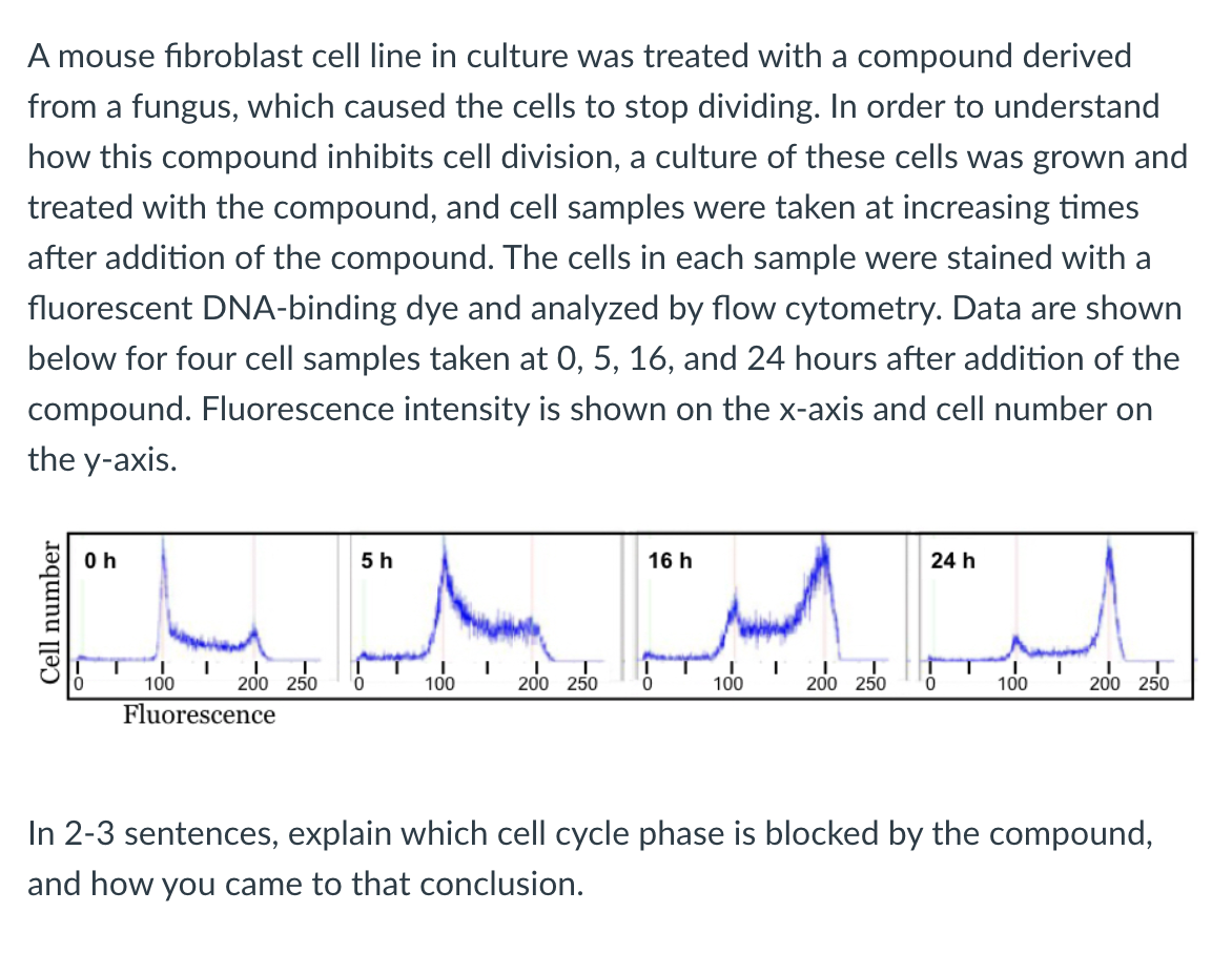 A mouse fibroblast cell line in culture was treated with a compound derived
from a fungus, which caused the cells to stop dividing. In order to understand
how this compound inhibits cell division, a culture of these cells was grown and
treated with the compound, and cell samples were taken at increasing times
after addition of the compound. The cells in each sample were stained with a
fluorescent DNA-binding dye and analyzed by flow cytometry. Data are shown
below for four cell samples taken at 0, 5, 16, and 24 hours after addition of the
compound. Fluorescence intensity is shown on the x-axis and cell number on
the y-axis.
Cell number
Oh
24 h
التالي
200
16 h
5 h
I
100
200 250
0
100
200 250
0
100
200
200 250
0
100
200 250
Fluorescence
In 2-3 sentences, explain which cell cycle phase is blocked by the compound,
and how you came to that conclusion.