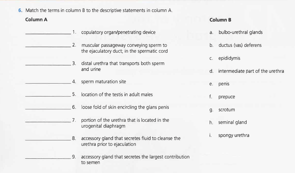 6. Match the terms in column B to the descriptive statements in column A.
Column A
1. copulatory organ/penetrating device
2. muscular passageway conveying sperm to
the ejaculatory duct; in the spermatic cord
3. distal urethra that transports both sperm
and urine
4.
sperm maturation site
5. location of the testis in adult males
6.
loose fold of skin encircling the glans penis
7.
portion of the urethra that is located in the
urogenital diaphragm
8. accessory gland that secretes fluid to cleanse the
urethra prior to ejaculation
9. accessory gland that secretes the largest contribution
to semen
Column B
a. bulbo-urethral glands
b. ductus (vas) deferens
c. epididymis
d. intermediate part of the urethra
e. penis
f.
prepuce
g. scrotum
h. seminal gland
i.
spongy urethra