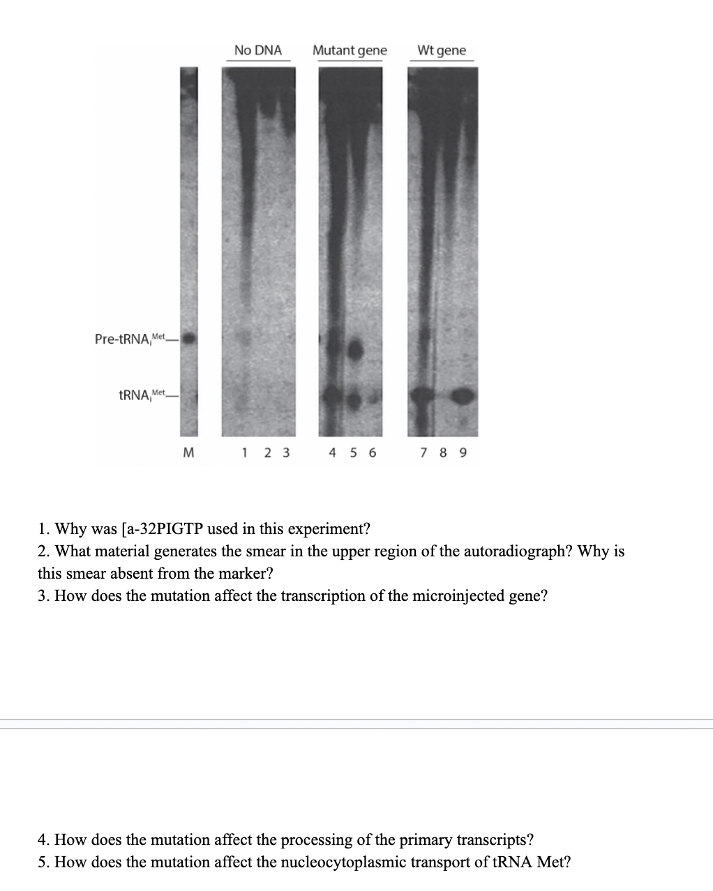 Pre-tRNA,Met
tRNA, Met
No DNA
Mutant gene
Wt gene
M
1 2 3
4 5 6
7 8 9
1. Why was [a-32PIGTP used in this experiment?
2. What material generates the smear in the upper region of the autoradiograph? Why is
this smear absent from the marker?
3. How does the mutation affect the transcription of the microinjected gene?
4. How does the mutation affect the processing of the primary transcripts?
5. How does the mutation affect the nucleocytoplasmic transport of tRNA Met?