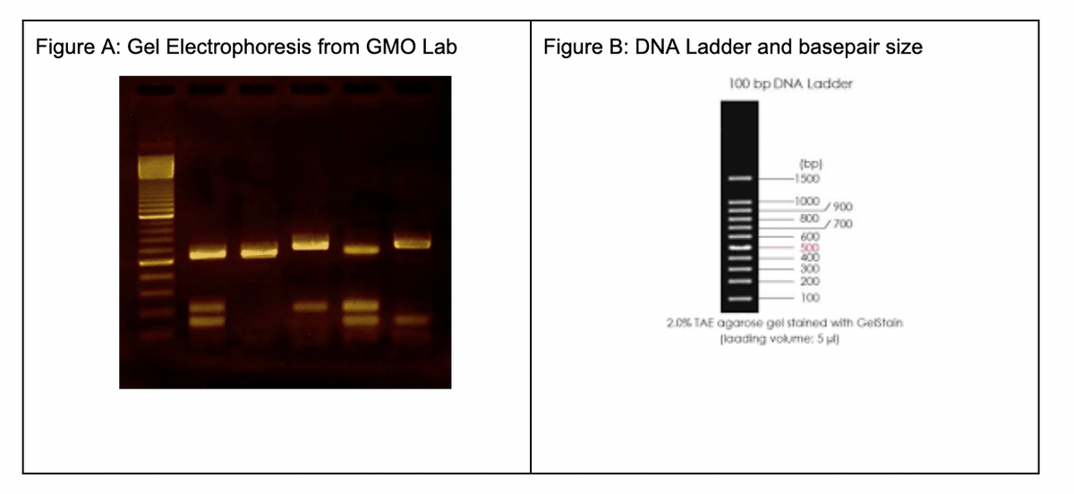 Figure A: Gel Electrophoresis from GMO Lab
Figure B: DNA Ladder and basepair size
100 bp DNA Ladder
(bpl
-1500
-1000/900
800
/700
600
500
400
300
200
100
2.0% TAE agarose gel stained with GetStain
(loading volume: 5 pl