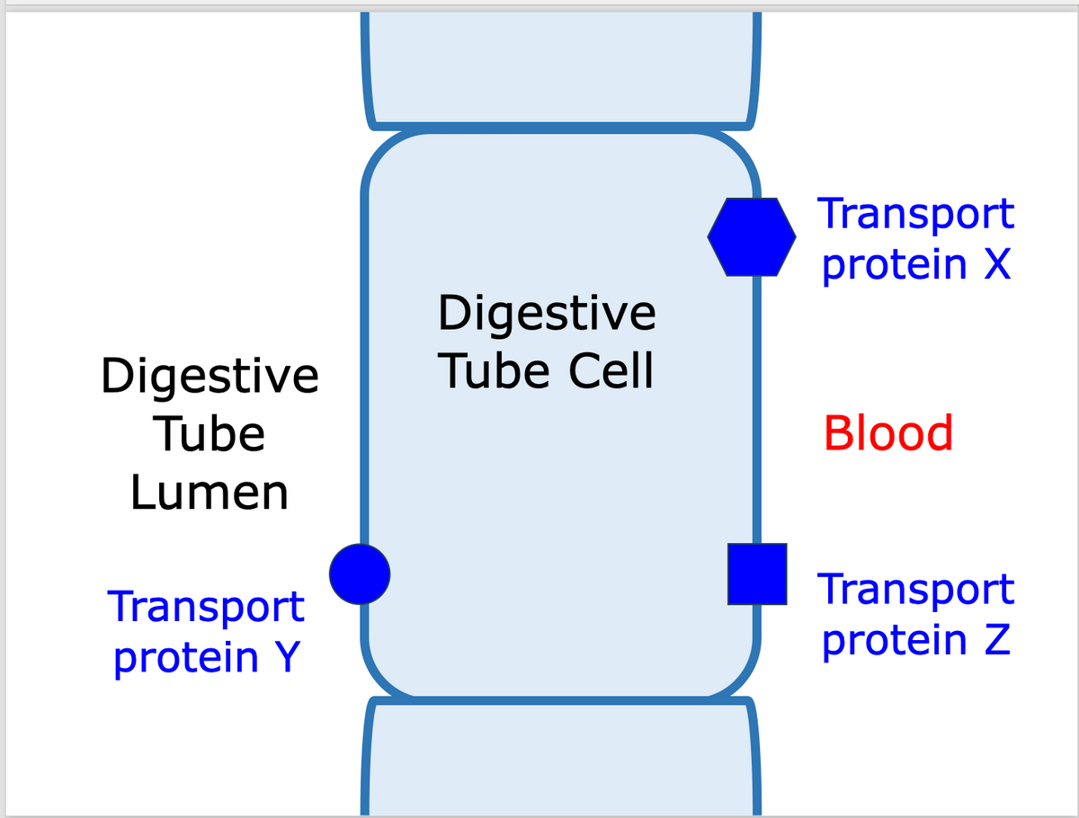 Digestive
Tube
Lumen
Transport
protein Y
Digestive
Tube Cell
Transport
protein X
Blood
Transport
protein Z