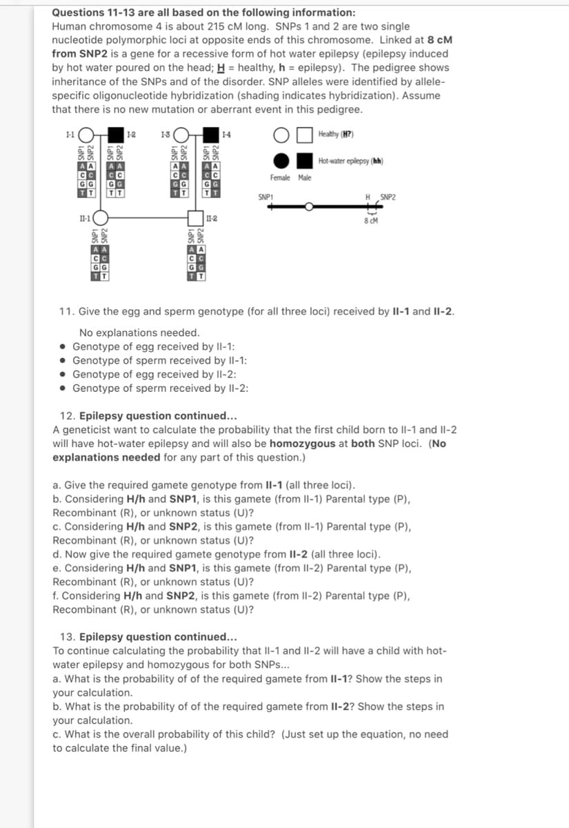 Questions 11-13 are all based on the following information:
Human chromosome 4 is about 215 cM long. SNPS 1 and 2 are two single
nucleotide polymorphic loci at opposite ends of this chromosome. Linked at 8 cM
from SNP2 is a gene for a recessive form of hot water epilepsy (epilepsy induced
by hot water poured on the head; H = healthy, h = epilepsy). The pedigree shows
inheritance of the SNPS and of the disorder. SNP alleles were identified by allele-
specific oligonucleotide hybridization (shading indicates hybridization). Assume
that there is no new mutation or aberrant event in this pedigree.
1-1
1-2
14
Healthy (H?)
Hot-water epilepsy (hh)
Female Male
GG
GG
SNP1
H SNP2
II-2
8 cM
GG
11. Give the egg and sperm genotype (for all three loci) received by II-1 and Il-2.
No explanations needed.
• Genotype of egg received by II-1:
• Genotype of sperm received by II-1:
• Genotype of egg received by II-2:
• Genotype of sperm received by II-2:
12. Epilepsy question continued...
A geneticist want to calculate the probability that the first child born to II-1 and II-2
will have hot-water epilepsy and will also be homozygous at both SNP loci. (No
explanations needed for any part of this question.)
a. Give the required gamete genotype from II-1 (all three loci).
b. Considering H/h and SNP1, is this gamete (from II-1) Parental type (P),
Recombinant (R), or unknown status (U)?
c. Considering H/h and SNP2, is this gamete (from Il-1) Parental type (P),
Recombinant (R), or unknown status (U)?
d. Now give the required gamete genotype from II-2 (all three loci).
e. Considering H/h and SNP1, is this gamete (from II-2) Parental type (P),
Recombinant (R), or unknown status (U)?
f. Considering H/h and SNP2, is this gamete (from II-2) Parental type (P),
Recombinant (R), or unknown status (U)?
13. Epilepsy question continued...
To continue calculating the probability that II-1 and II-2 will have a child with hot-
water epilepsy and homozygous for both SNPS...
a. What is the probability of of the required gamete from II-1? Show the steps in
your calculation.
b. What is the probability of of the required gamete from Il-2? Show the steps in
your calculation.
c. What is the overall probability of this child? (Just set up the equation, no need
to calculate the final value.)
