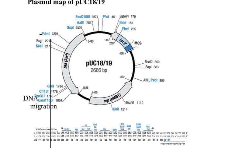 Plasmid map of pUC18/19
Eco01091 2674 Pfol 46 BstAPI 179
Aatill 2617
Sspl 2501
Ndel 183
Ehel 235
Pdml 2294,
MCS
lacz
\2485
Bogl 2215
Scal 217
PUC18/19
2686 bp
BsaXI 659
Sapl 683
LAAII, Pscl 806
Geul 1784.
Cfr101 1779
DNA0311 176
1626
rep (PMB1)
\Cail 1217
1466
Eam11051 1694
\BseYl 1110
migratipn
*C AE CG s eTC N aTI OGA ACG IAC
Lasd- L An Len Ser a a与年r如 u Pe Ap Se Se Se
CA AAG GAC
Vet The Met
M oniyhe
