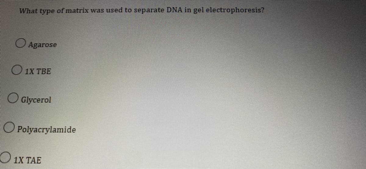 What type of matrix was used to separate DNA in gel electrophoresis?
Agarose
1X TBE
Glycerol
Polyacrylamide
Ο 1X TAE