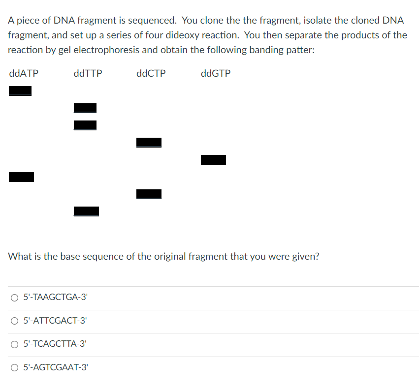 A piece of DNA fragment is sequenced. You clone the the fragment, isolate the cloned DNA
fragment, and set up a series of four dideoxy reaction. You then separate the products of the
reaction by gel electrophoresis and obtain the following banding patter:
ddATP
ddTTP
ddCTP
ddGTP
What is the base sequence of the original fragment that you were given?
5'-TAAGCTGA-3'
O 5'-ATTCGACT-3'
O 5'-TCAGCTTA-3'
O 5'-AGTCGAAT-3'
