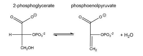 H
2-phosphoglycerate
-OPO₂¹²
CH₂OH
phosphoenolpyruvate
CH₂
-OPO₂-²
+ H₂O