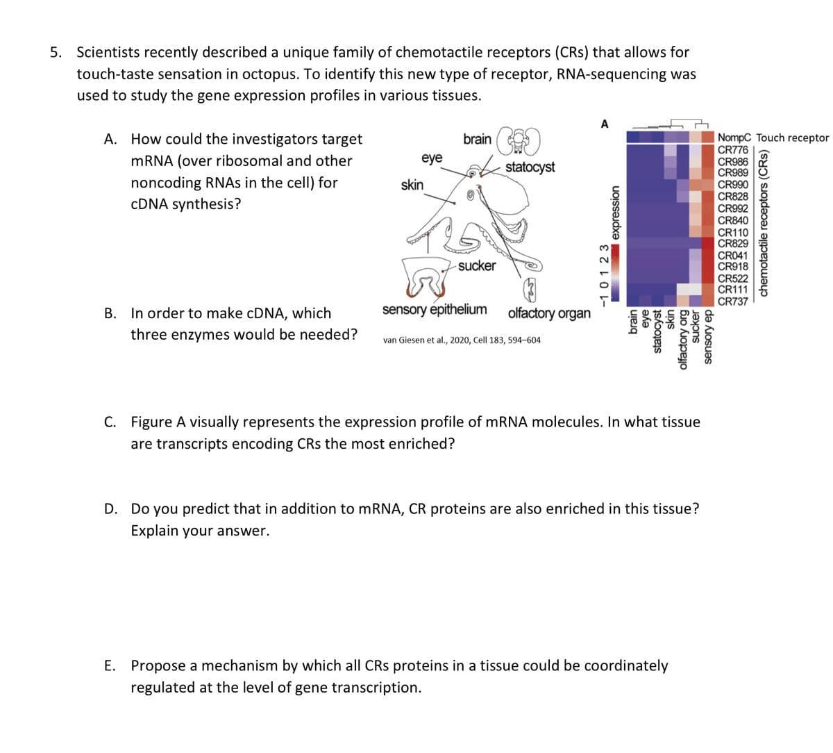 5. Scientists recently described a unique family of chemotactile receptors (CRS) that allows for
touch-taste sensation in octopus. To identify this new type of receptor, RNA-sequencing was
used to study the gene expression profiles in various tissues.
A. How could the investigators target
mRNA (over ribosomal and other
noncoding RNAs in the cell) for
cDNA synthesis?
B. In order to make cDNA, which
three enzymes would be needed?
eye
skin
brain
COO
sucker
sensory epithelium
statocyst
olfactory organ
van Giesen et al., 2020, Cell 183, 594-604
A
-10123
expression
brain
eye
statocyst
skin
sucker
olfactory org
sensory ep
C. Figure A visually represents the expression profile of mRNA molecules. In what tissue
are transcripts encoding CRs the most enriched?
D. Do you predict that in addition to mRNA, CR proteins are also enriched in this tissue?
Explain your answer.
E. Propose a mechanism by which all CRs proteins in a tissue could be coordinately
regulated at the level of gene transcription.
NompC Touch receptor
CR776
CR986
CR989
CR990
CR828
CR992
CR840
CR110
CR829
CR041
CR918
CR522
CR111
CR737
chemotactile receptors (CRS)