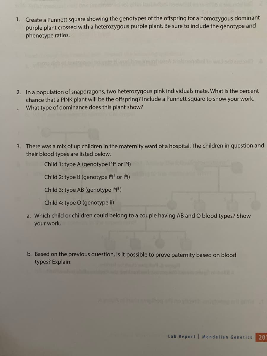 1. Create a Punnett square showing the genotypes of the offspring for a homozygous dominant
purple plant crossed with a heterozygous purple plant. Be sure to include the genotype and
phenotype ratios.
od zaupal
2. In a population of snapdragons, two heterozygous pink individuals mate. What is the percent
chance that a PINK plant will be the offspring? Include a Punnett square to show your work.
What type of dominance does this plant show?
3. There was a mix of up children in the maternity ward of a hospital. The children in question and
their blood types are listed below.
Child 1: type A (genotype I^I^ or I^i)
Child 2: type B (genotype 1³1³ or 1³i)
Child 3: type AB (genotype IA1B)
Child 4: type O (genotype ii)
a. Which child or children could belong to a couple having AB and O blood types? Show
your work.
b. Based on the previous question, is it possible to prove paternity based on blood
types? Explain.
Lab Report Mendelian Genetics.
201