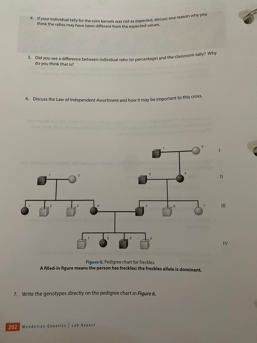 4. If your individual tally for the corn kernels was not as expected, discuss one reason why you
think the ratios may have been different from the expected values.
5. Did you see a difference between individual ratio (or percentage) and the classroom tally? Why
do you think that is?
6. Discuss the Law of Independent Assortment and how it may be important to this cross.
I
nd bould b
5
Figure 6. Pedigree chart for freckles.
A filled-in figure means the person has freckles; the freckles allele is dominant.
7. Write the genotypes directly on the pedigree chart in Figure 6.
202 Mendelian Genetics Lab Report
eni
s
7
I
II
III
IV