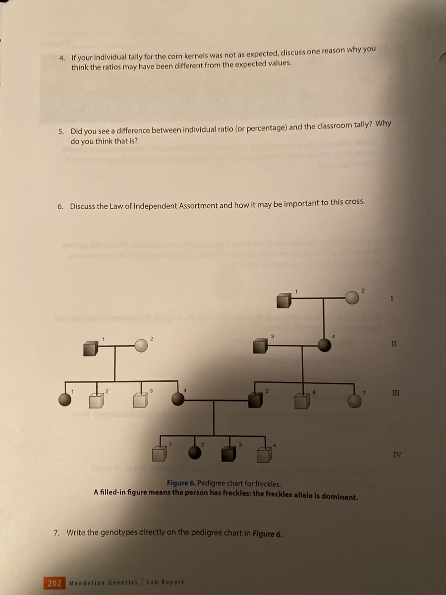 4. If your individual tally for the corn kernels was not as expected, discuss one reason why you
think the ratios may have been different from the expected values.
5. Did you see a difference between individual ratio (or percentage) and the classroom tally? Why
do you think that is?
6. Discuss the Law of Independent Assortment and how it may be important to this cross.
I
Figure 6. Pedigree chart for freckles.
A filled-in figure means the person has freckles; the freckles allele is dominant.
7. Write the genotypes directly on the pedigree chart in Figure 6.
202 Mendelian Genetics Lab Report
7
I
II
III
IV