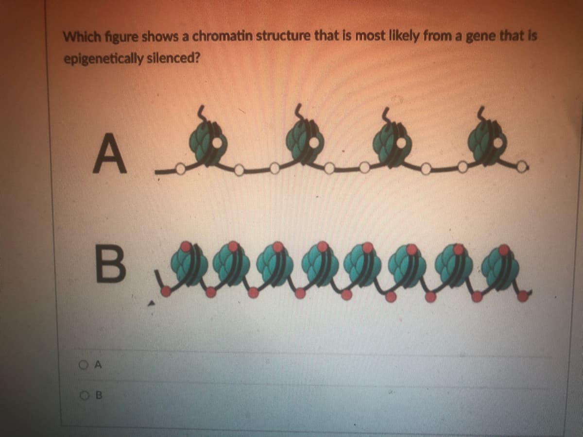 Which figure shows a chromatin structure that is most likely from a gene that is
epigenetically silenced?
A
B
OA
B