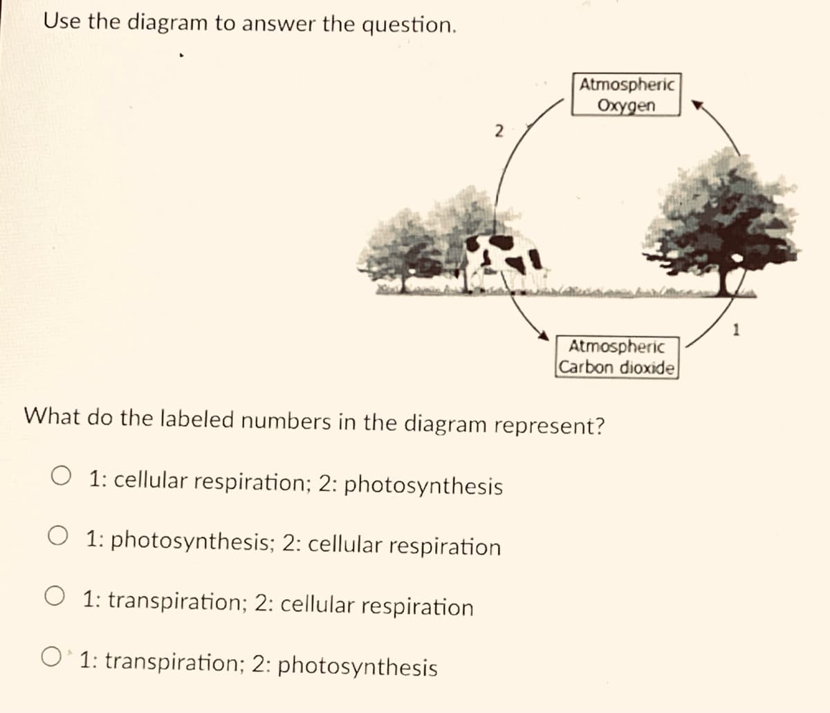 Use the diagram to answer the question.
Atmospheric
Охудеn
Atmospheric
Carbon dioxide
What do the labeled numbers in the diagram represent?
O 1: cellular respiration; 2: photosynthesis
O 1: photosynthesis; 2: cellular respiration
O 1: transpiration; 2: cellular respiration
O'1: transpiration; 2: photosynthesis
