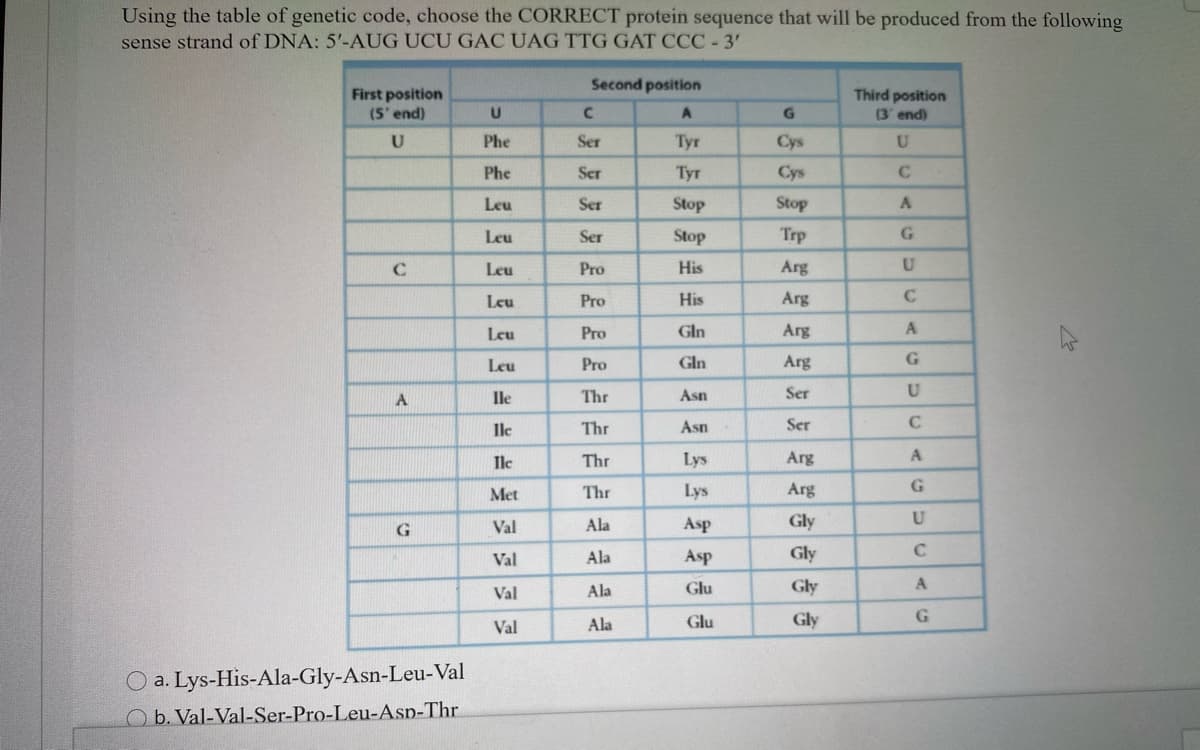 Using the table of genetic code, choose the CORRECT protein sequence that will be produced from the following
sense strand of DNA: 5'-AUG UCU GAC UAG TTG GAT CCC - 3'
Second position
First position
(5' end)
Third position
(3' end)
Phe
Ser
Tyr
Cys
U
Phe
Ser
Тут
Cys
Leu
Ser
Stop
Stop
A.
Leu
Ser
Stop
Trp
Leu
Pro
His
Arg
Leu
Pro
His
Arg
Leu
Pro
Gln
Arg
Leu
Pro
Gln
Arg
Ile
Thr
Asn
Ser
U
Ile
Thr
Asn
Ser
Ile
Thr
Lys
Arg
A
Met
Thr
Lys
Arg
Val
Ala
Asp
Gly
U
Val
Ala
Asp
Gly
C
Val
Ala
Glu
Gly
A
Val
Ala
Glu
Gly
O a. Lys-His-Ala-Gly-Asn-Leu-Val
O b. Val-Val-Ser-Pro-Leu-Asp-Thr
