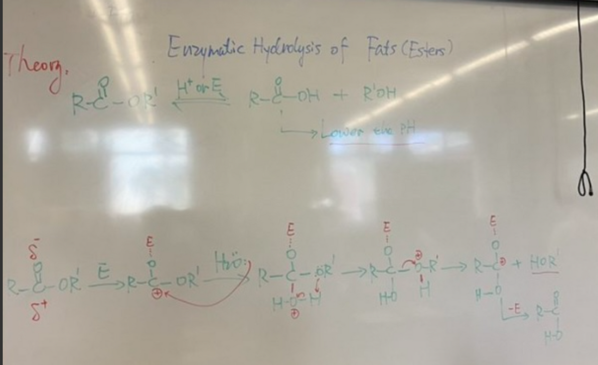 Enzymatic Hydrolysis of Fats (Esters)
R-C²-OP! HOME R_&_OH + R'OH
- Lower the PH
Theory.
E
i
Ś
E
E
-&-OR ER-E-OR! they R-C-R² ->____-> R-CD + HOR
St
Ho
но
H