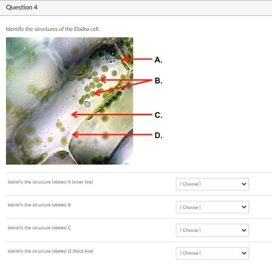 Question 4
Identify the structures of the Elodea cell.
A.
В.
D.
Identify the structure labeled A finner line)
[ Choose 1
Identify the structure labeled B
| Choose1
Identify the structure labeled C
I Choose 1
Identify the structure labeledD (thick line)
[ Choose |
>
