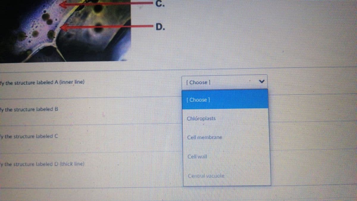 C.
D.
fy the structure labeled A (inner line)
T Choose
(Choose)
Ty the structure labeled B
Chióroplasts
y the structure labeled C
Cefl menbrare
Cell wal
y the structure labeled D (thick line)
Central vatuole
