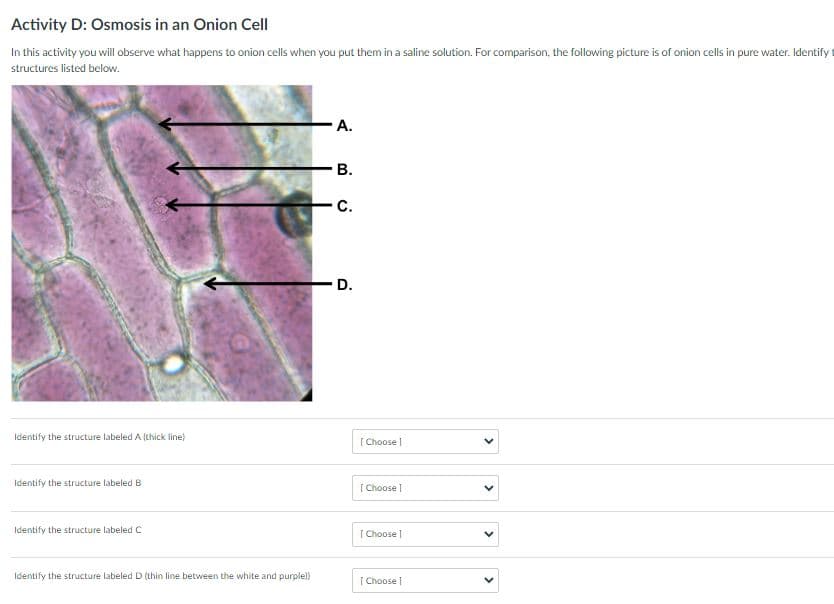 Activity D: Osmosis in an Onion Cell
In this activity you will observe what happens to onion cells when you put them in a saline solution. For comparison, the following picture is of onion cells in pure water. Identifyt
structures listed below.
A.
В.
C.
D.
Identify the structure labeled A (thick line)
[ Choose |
Identify the structure labeled B
[ Choose I
Identify the structure labeled C
[ Choose
Identify the structure labeled D (thin line between the white and purple)
[ Choose |
>
>
>
>
