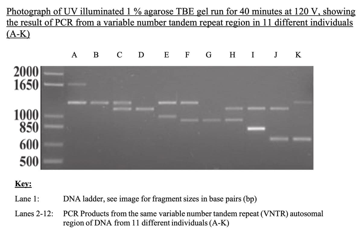 Photograph of UV illuminated 1 % agarose TBE gel run for 40 minutes at 120 V, showing
the result of PCR from a variable number tandem repeat region in 11 different individuals
(A-K)
2000
1650
1000
850
600
500
Key:
A B C D E F G H I J K
Lane 1:
Lanes 2-12:
DNA ladder, see image for fragment sizes in base pairs (bp)
PCR Products from the same variable number tandem repeat (VNTR) autosomal
region of DNA from 11 different individuals (A-K)