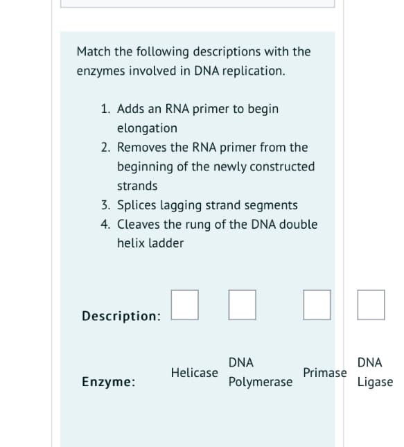Match the following descriptions with the
enzymes involved in DNA replication.
1. Adds an RNA primer to begin
elongation
2. Removes the RNA primer from the
beginning of the newly constructed
strands
3. Splices lagging strand segments
4. Cleaves the rung of the DNA double
helix ladder
Description:
DNA
DNA
Helicase
Primase
Enzyme:
Polymerase
Ligase
