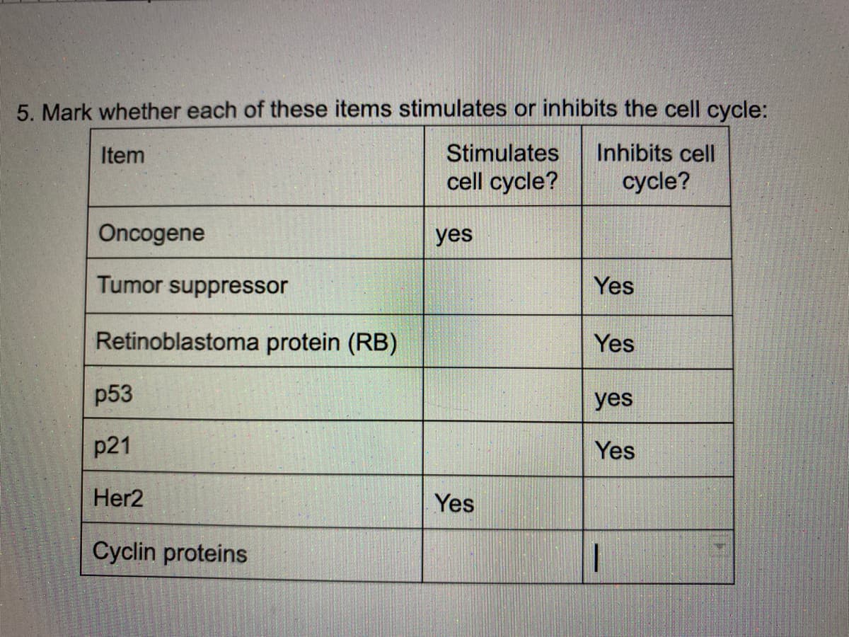 5. Mark whether each of these items stimulates or inhibits the cell cycle:
Item
Inhibits cell
cycle?
Oncogene
Tumor suppressor
Retinoblastoma protein (RB)
p53
p21
Her2
Cyclin proteins
Stimulates
cell cycle?
yes
Yes
Yes
Yes
yes
Yes
1