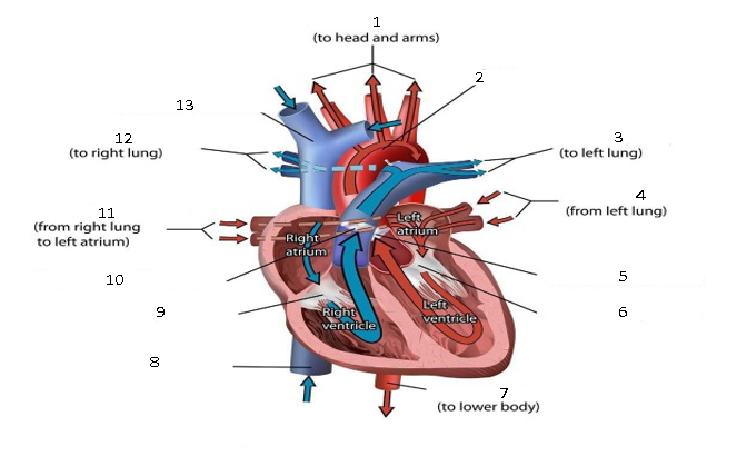 12
(to right lung)
11
(from right lung
to left atrium)
10
9
8
13
B=>
1
(to head and arms)
Right
atrium
Right
ventricle
Left
atrium
Left
ventricle
7
(to lower body)
3
(to left lung)
4
(from left lung)
5
6