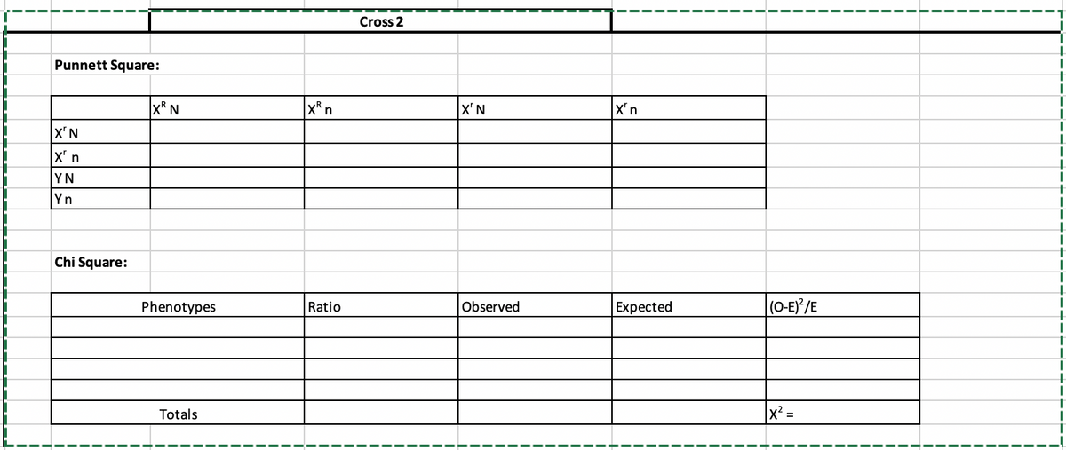 Cross 2
Punnett Square:
X* N
`n
X'N
X'n
X'N
X' n
YN
Yn
Chi Square:
Phenotypes
Expected
|(0-E)/E
Ratio
Observed
Totals
x² =
