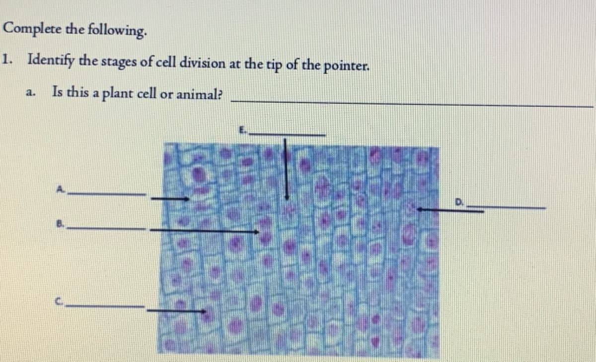 Complete the following.
1. Identify the stages of cell division at the tip of the pointer.
Is this a plant cell or animal?
a.

