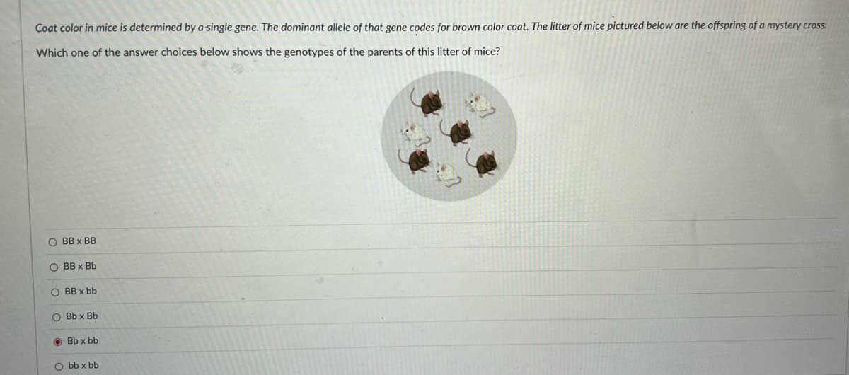 Coat color in mice is determined by a single gene. The dominant allele of that gene codes for brown color coat. The litter of mice pictured below are the offspring of a mystery cross.
Which one of the answer choices below shows the genotypes of the parents of this litter of mice?
O BB x BB
O BB x Bb
O BB x bb
O Bb x Bb
O Bb x bb
O bb x bb
