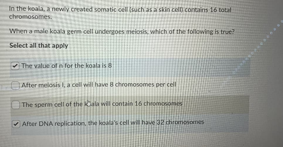 In the koala, a newly created somatic cell (such as a skin cell) contains 16 total
chromosomes.
When a male koala germ cell undergoes meiosis, which of the following is true?
Select all that apply
The value of n for the koala is 8
After meiosis I, a cell will have 8 chromosomes per cell
The sperm cell of the kOala will contain 16 chromosomes
After DNA replication, the koala's cell wil have 32 chromosomes
