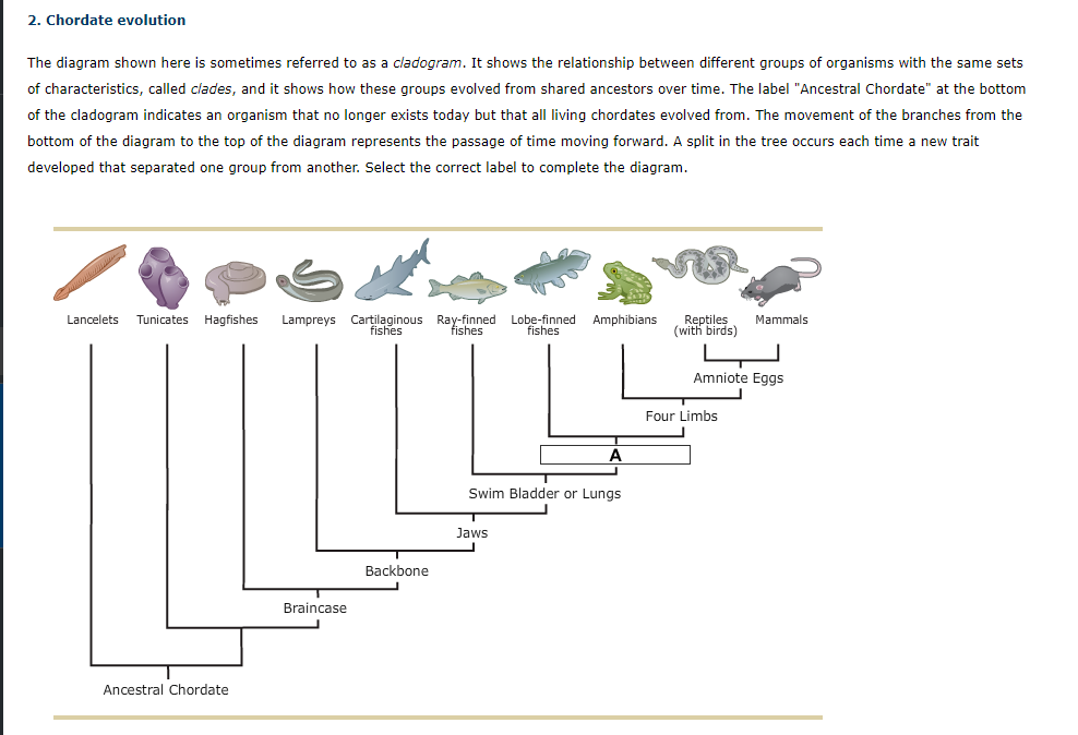 2. Chordate evolution
The diagram shown here is sometimes referred to as a cladogram. It shows the relationship between different groups of organisms with the same s
of characteristics, called clades, and it shows how these groups evolved from shared ancestors over time. The label "Ancestral Chordate" at the bot
of the cladogram indicates an organism that no longer exists today but that all living chordates evolved from. The movement of the branches from t
bottom of the diagram to the top of the diagram represents the passage of time moving forward. A split in the tree occurs each time a new trait
developed that separated one group from another. Select the correct label to complete the diagram.
Lancelets Tunicates Hagfishes
Lampreys Cartilaginous Ray-finned Lobe-finned Amphibians
fishes
Reptiles
(with birds)
Mammals
fishes
fishes
Amniote Eggs
Four Limbs
A
Swim Bladder or Lungs
Jaws
Backbone
Braincase
Ancestral Chordate
