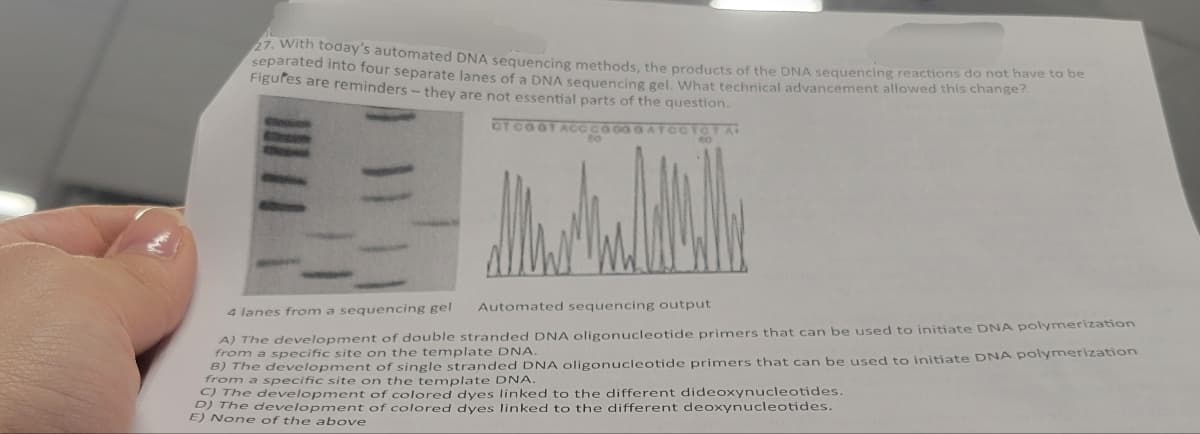 27. With today's automated DNA sequencing methods, the products of the DNA sequencing reactions do not have to be
separated into four separate lanes of a DNA sequencing gel. What technical advancement allowed this change?
Figures are reminders - they are not essential parts of the question.
OT COGT ACCO
GATCOTOTA
4 lanes from a sequencing gel
Automated sequencing output
A) The development of double stranded DNA oligonucleotide primers that can be used to initiate DNA polymerization
from a specific site on the template DNA.
B) The development of single stranded DNA oligonucleotide primers that can be used to initiate DNA polymerization
from a specific site on the template DNA.
C) The development of colored dyes linked to the different dideoxynucleotides.
D) The development of colored dyes linked to the different deoxynucleotides.
E) None of the above