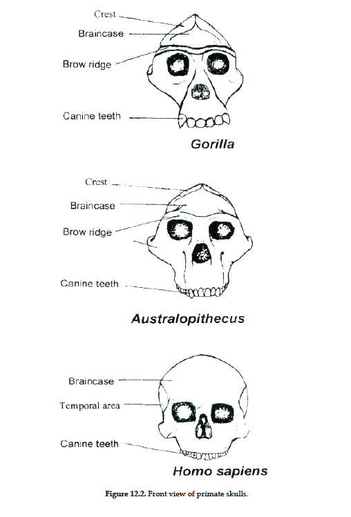 Crest
Braincase
Brow ridge
Canine teeth
Crest
Braincase
Brow ridge
Canine teeth
Braincase
Temporal area
Canine teeth
Booooo
Gorilla
Australopithecus
9₂0
Homo sapiens
Figure 12.2. Front view of primate skulls.